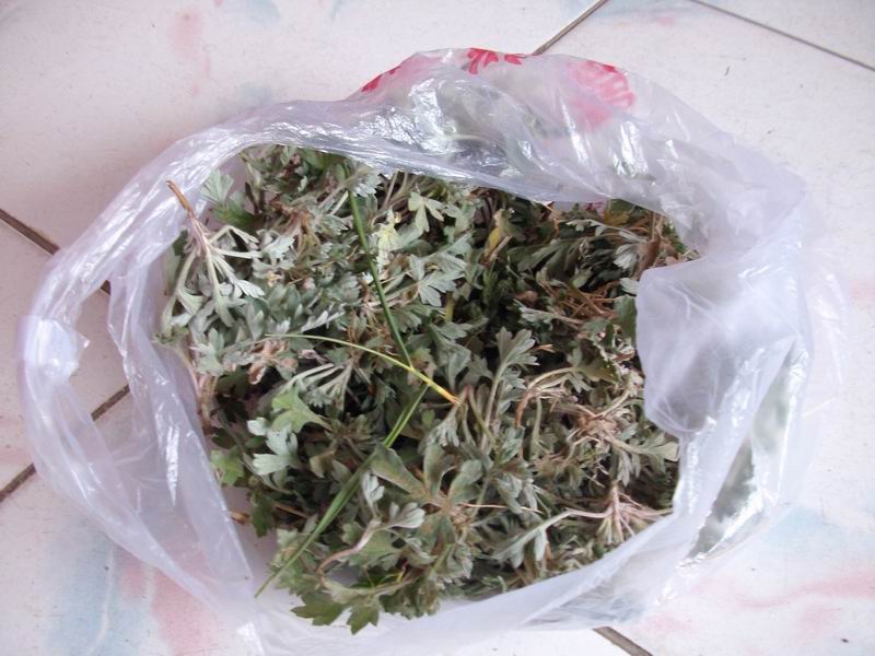 艾草